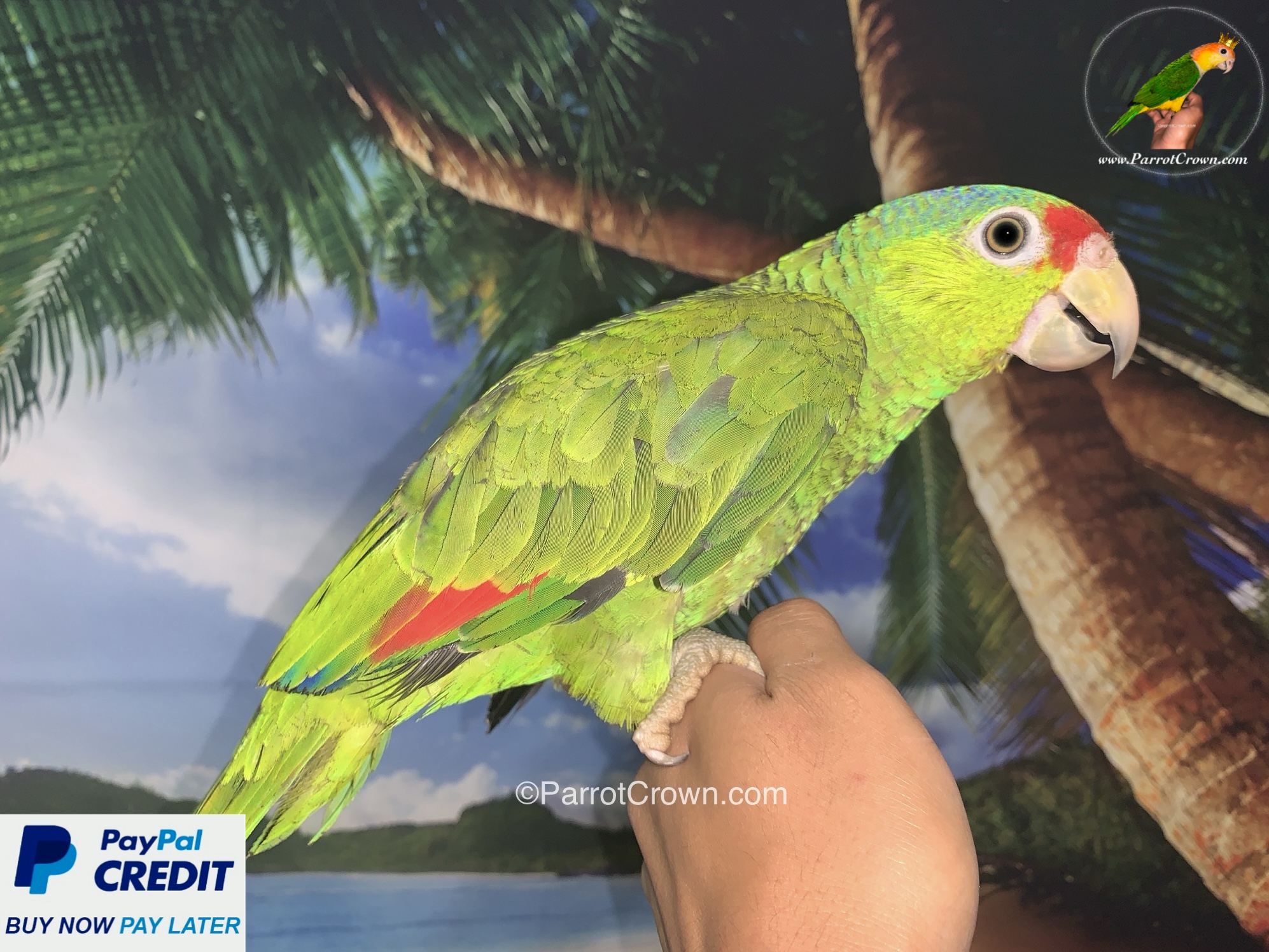 Red Headed Amazon Parrots for sale - ParrotCrown.com