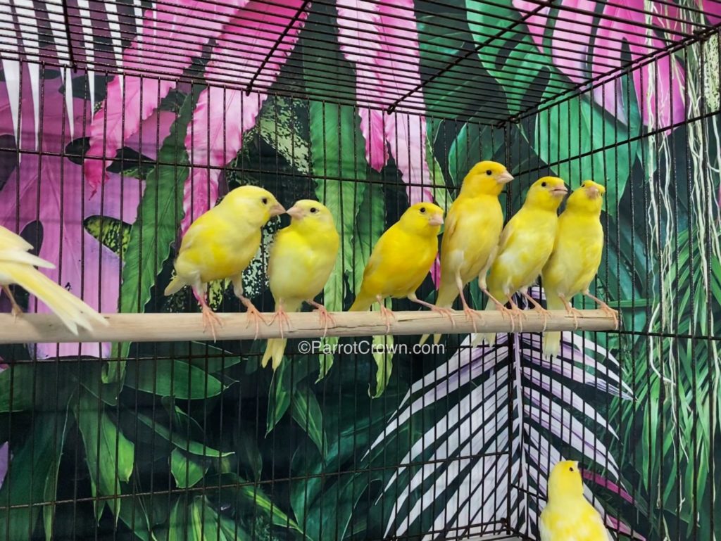 Yellow Canary Bird for sale