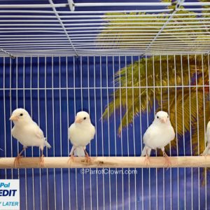 White Russian Canary Birds for sale