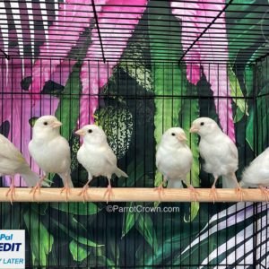 White Canary Bird for sale