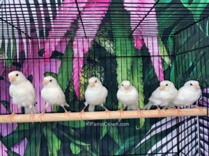 ParrotCrown.com White Canary Bird for sale (Description Image 2)