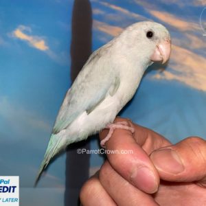 Marble White Pacific Parrotlet for sale