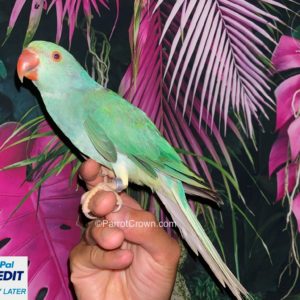 Turquoise Clear Tail Indian Ringneck for sale
