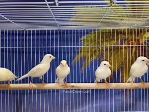 ParrotCrown.com White Russian Canary Birds for sale (Description Image 2)