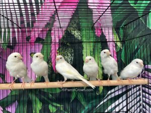 ParrotCrown.com White Canary Bird for sale (Description Image 1)
