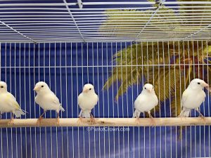 ParrotCrown.com White Russian Canary Birds for sale (Description Image 1)