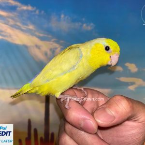 American Yellow Pacific Parrotlet for sale