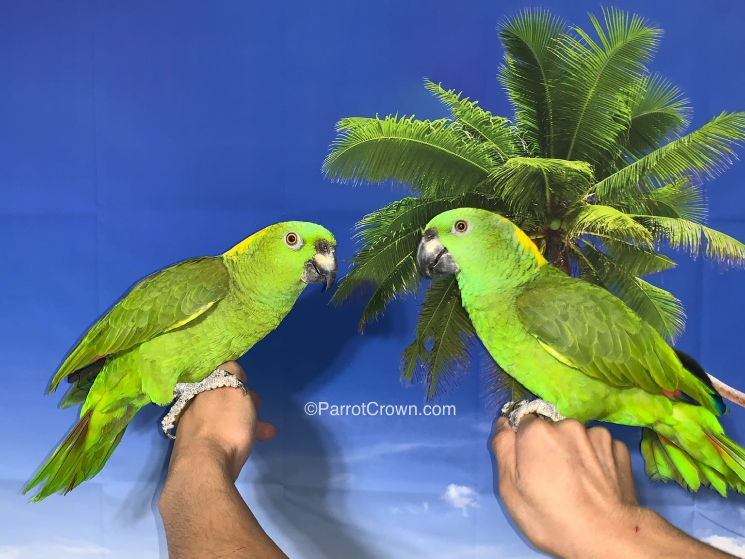 Yellow Naped Amazon Parrot for sale