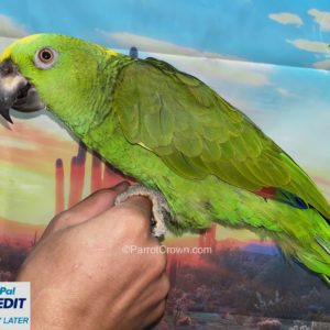 Yellow Naped Amazon for sale