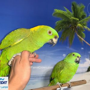 Yellow Naped Amazon Parrot for sale