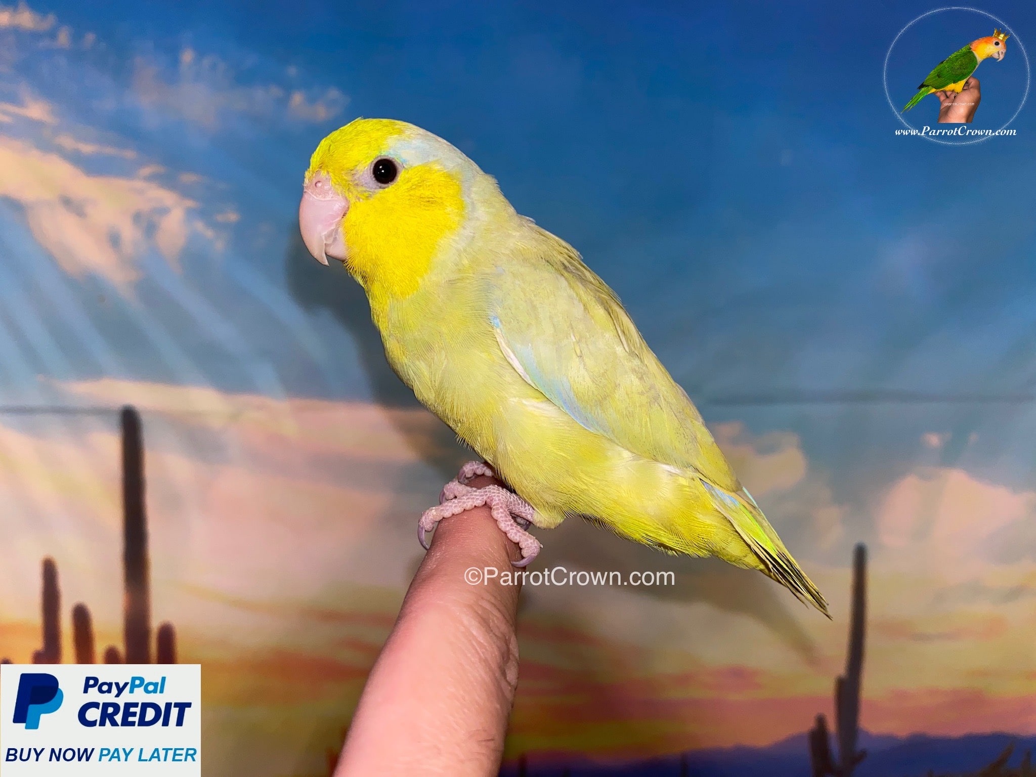 American Yellow Parrotlet - ParrotCrown.com