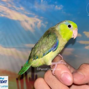 Olive Pacific Parrotlet for sale