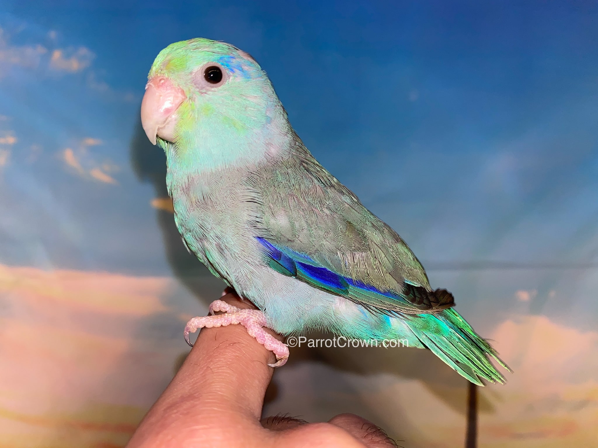 Turquoise Pacific Parrotlet For Sale 2026 ParrotCrown