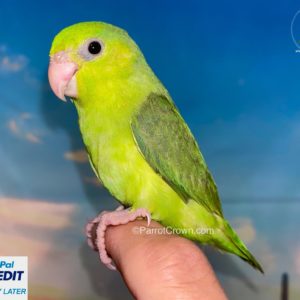 Green Pacific Parrotlet for sale