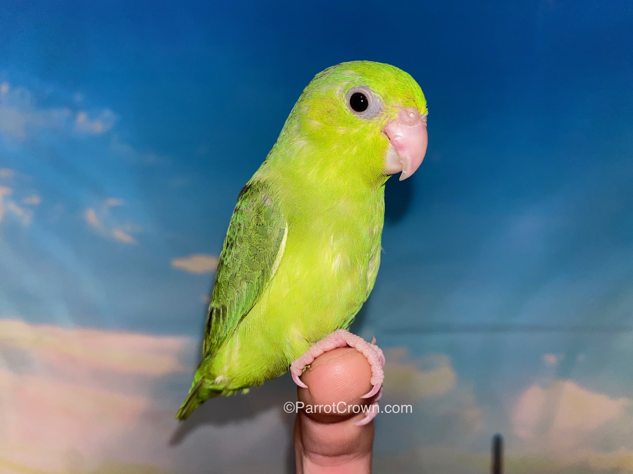 Green Pacific Parrotlet For Sale 2026 ParrotCrown