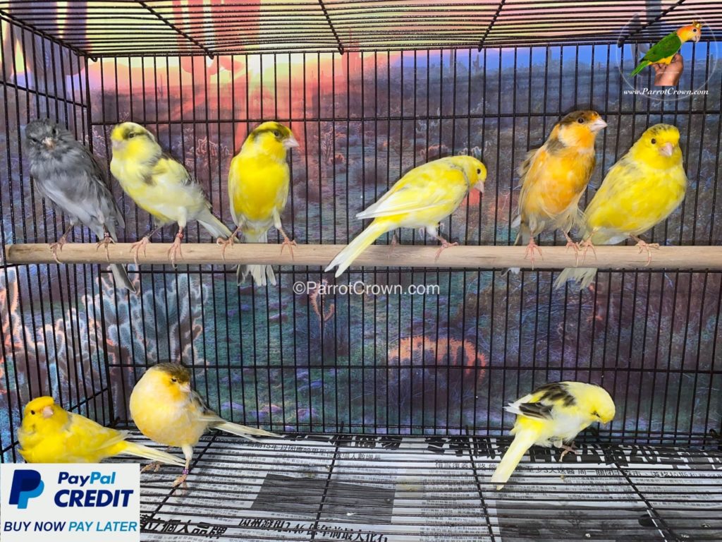 Variegated Canary Birds for sale