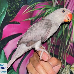 Grey Indian Ringneck for sale