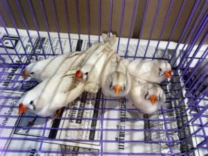 ParrotCrown.com Cream Zebra Finches for sale (Description Image 1)