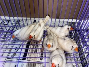 ParrotCrown.com Cream Zebra Finches for sale (Description Image 2)