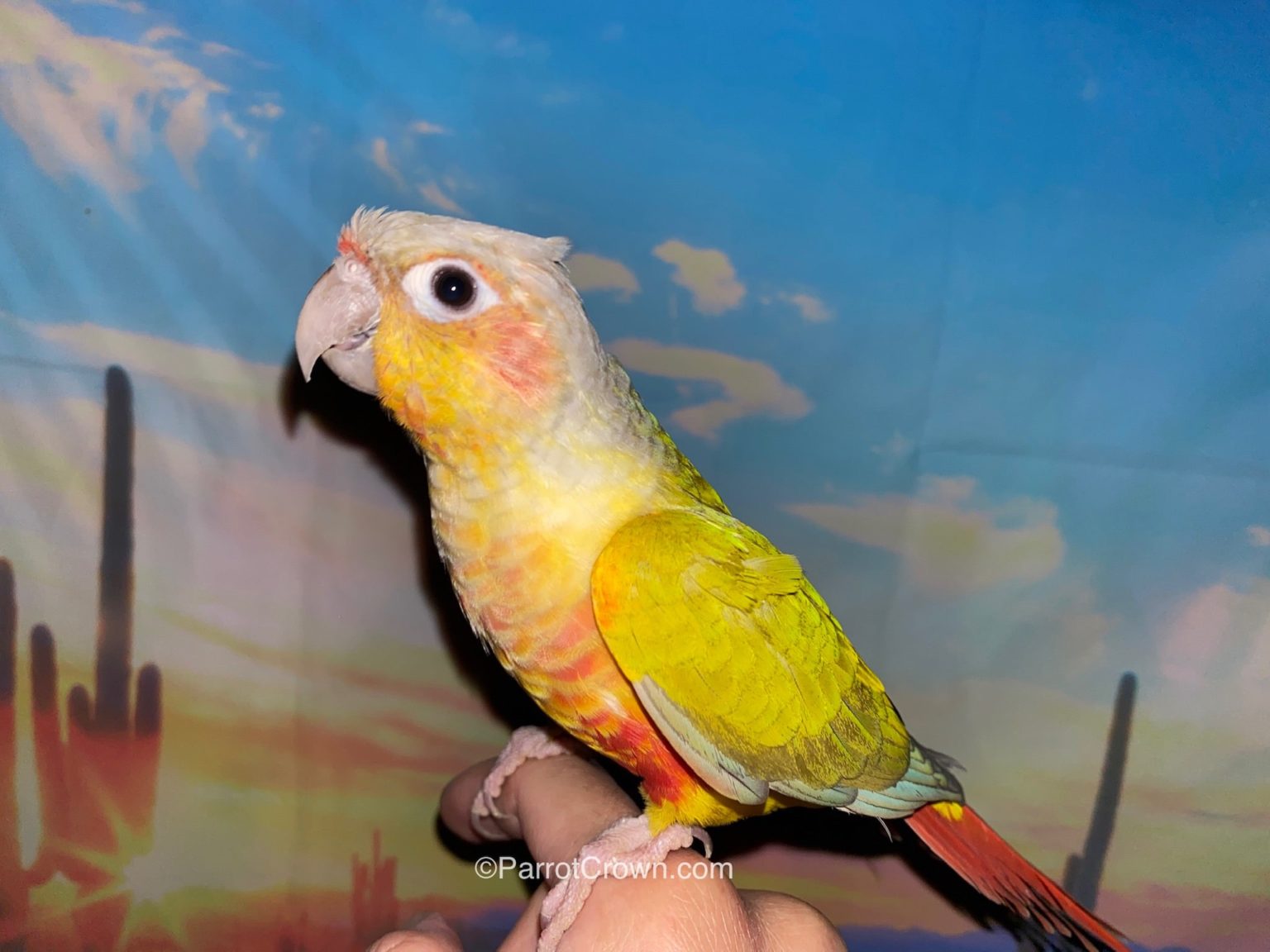 Dilute Green Cheek Conure for sale - ParrotCrown.com