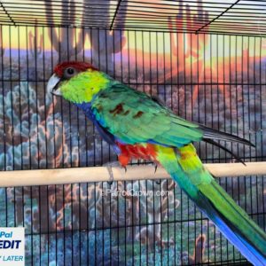 Red Capped Parrot for sale