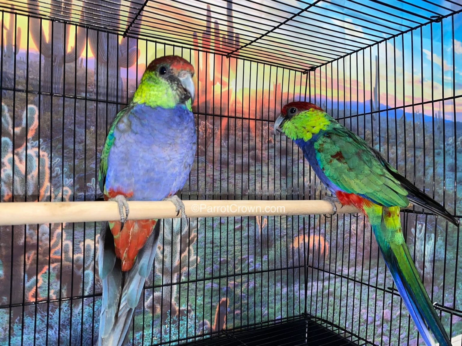 Red Capped Parrot for sale - ParrotCrown.com