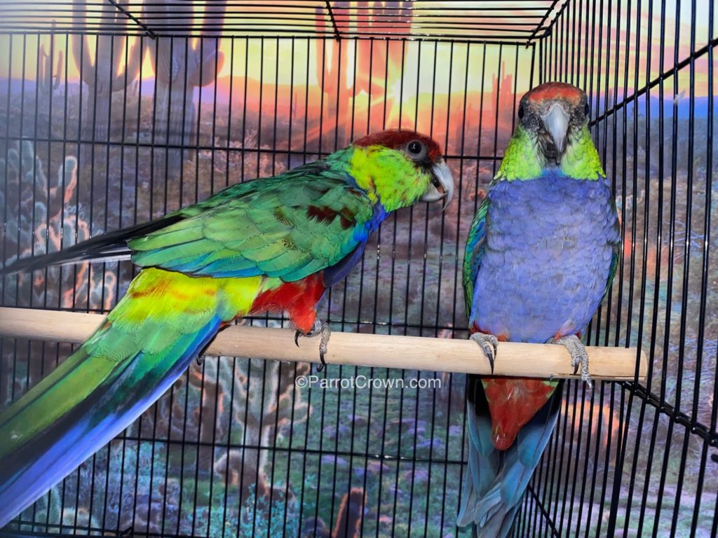 Red Capped Parrot for sale - ParrotCrown.com