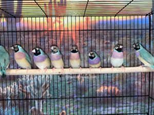 ParrotCrown.com Blue Back Gouldian Finch for sale (Description Image 2)