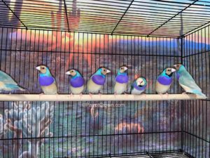 ParrotCrown.com Blue Back Gouldian Finch for sale (Description Image 1)