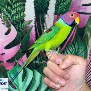 Plum Headed Parakeet for sale (Parrot)