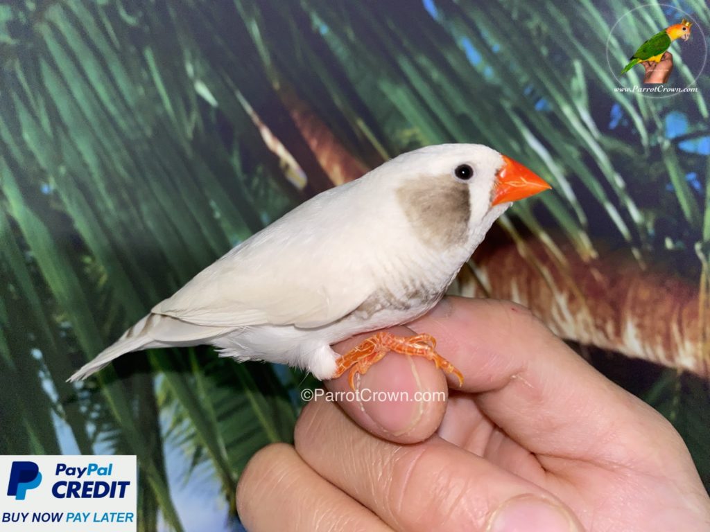 White Black Cheek Zebra Finch for sale - ParrotCrown.com