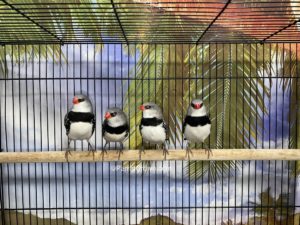 ParrotCrown.com Diamond Firetail Finch for sale (Description Image 2)