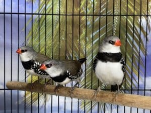 ParrotCrown.com Diamond Firetail Finch for sale (description image 1)