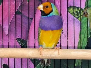 ParrotCrown.com Orange Head Lady Gouldian Finch for sale (Description Image 2)