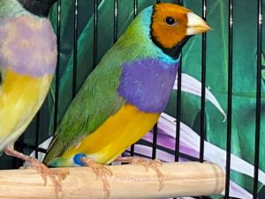 ParrotCrown.com Orange Head Lady Gouldian Finch for sale (Description Image 1)