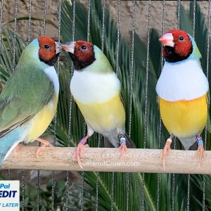 Red Head Lady Gouldian Finch for sale