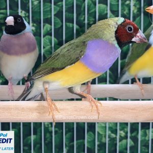 Red Head Lady Gouldian Finches for sale