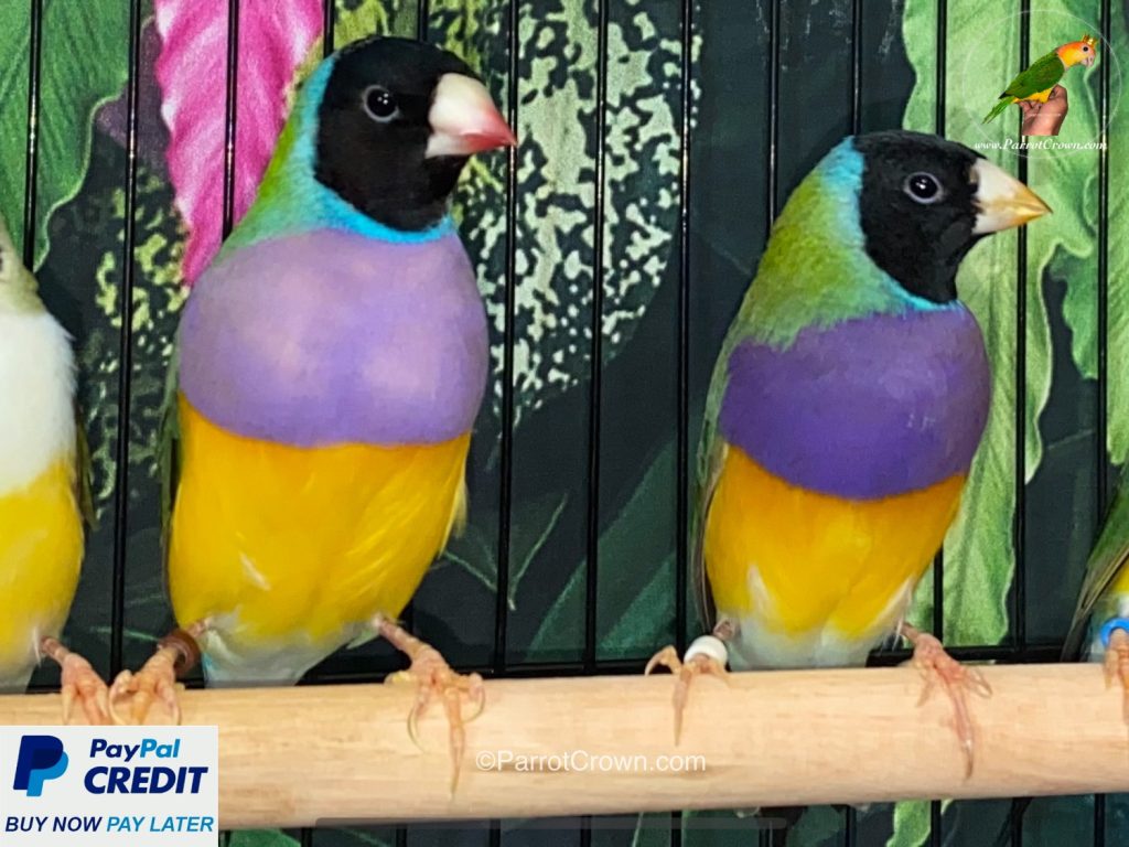 Black Head Lady Gouldian Finch for sale - ParrotCrown.com