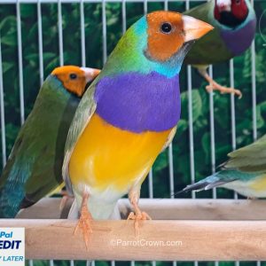 Pastel Orange Head Lady Gouldian Finch for sale