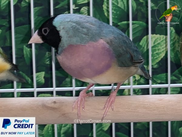 ParrotCrown.com 