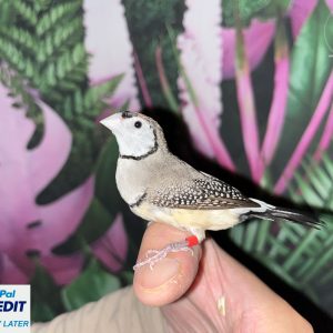 Owl Finches for sale (Double Barred Finch)