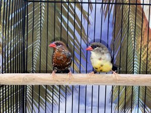 ParrotCrown.com Strawberry Finches for sale (Description Image 1)