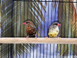 ParrotCrown.com Strawberry Finches for sale (Description Image 2)