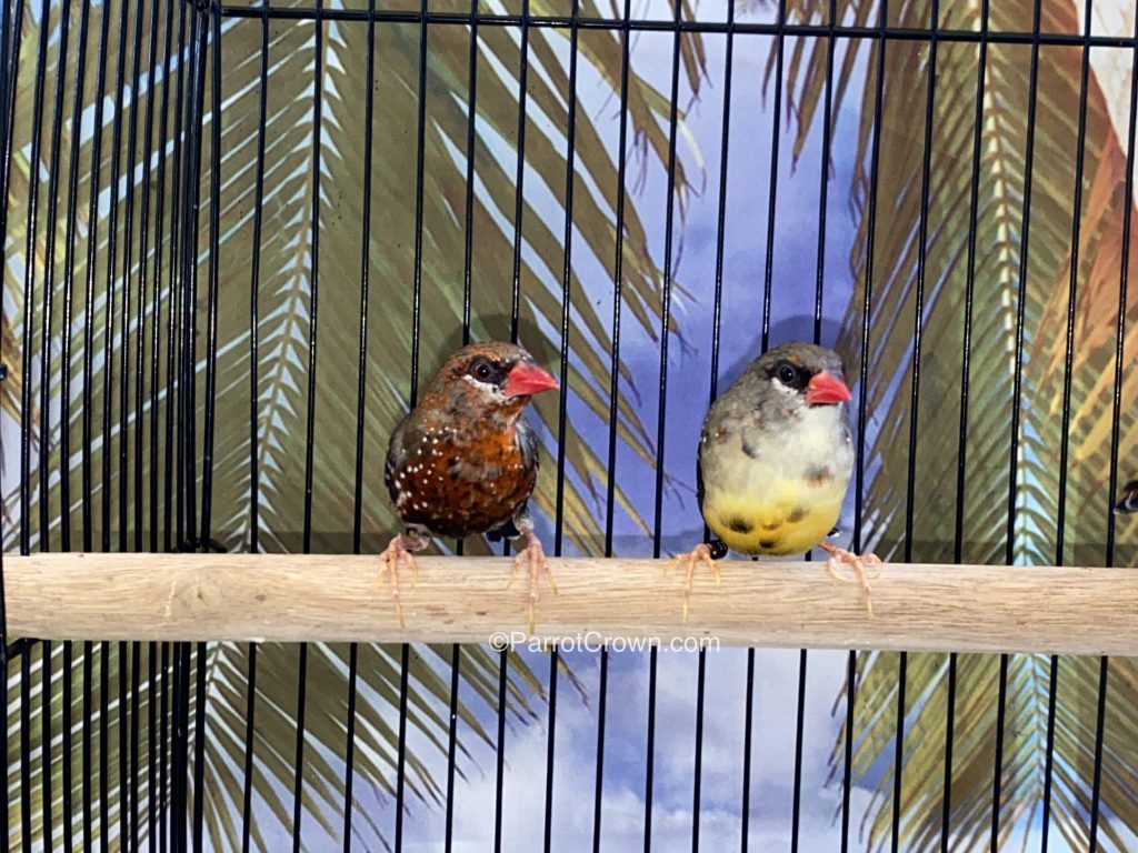 Strawberry Finches for sale