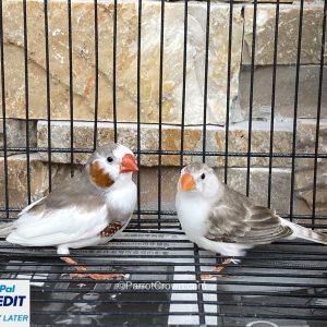 Penguin Zebra Finches for sale