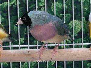 ParrotCrown.com Blue Back Lady Gouldian Finch for sale (Description Image 1)