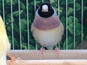 ParrotCrown.com Blue Back Lady Gouldian Finch for sale (Description Image 2)