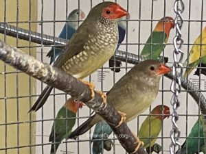 ParrotCrown.com Star Finch for sale (Description Image 1)