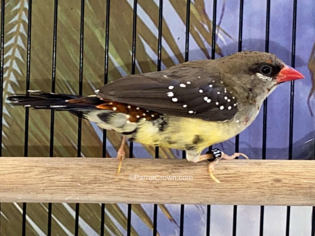 Photo inspiration: Visual Reference: Strawberry Finches For Sale