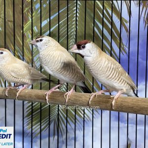 Plum Headed Finch for sale